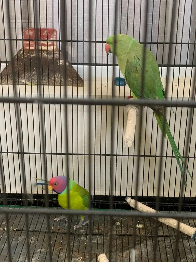 Plum Head (Male) & Green Ringneck (Female) Available