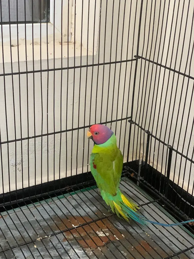 Plum Head (Male) & Green Ringneck (Female) Available — photo 2
