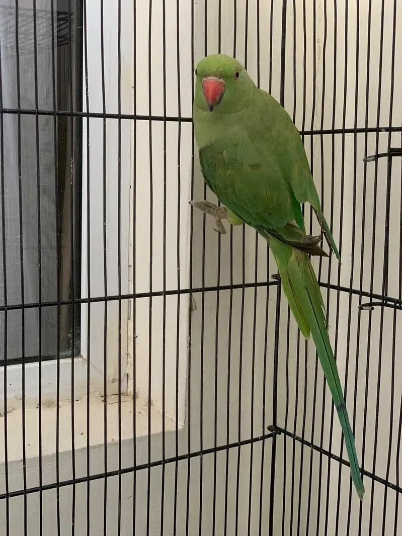 Plum Head (Male) & Green Ringneck (Female) Available — photo 3