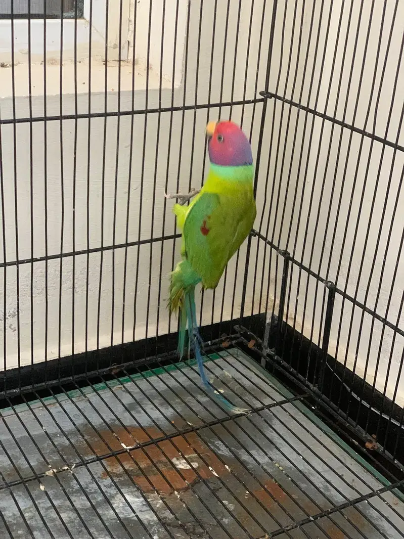 Plum Head (Male) & Green Ringneck (Female) Available — photo 4