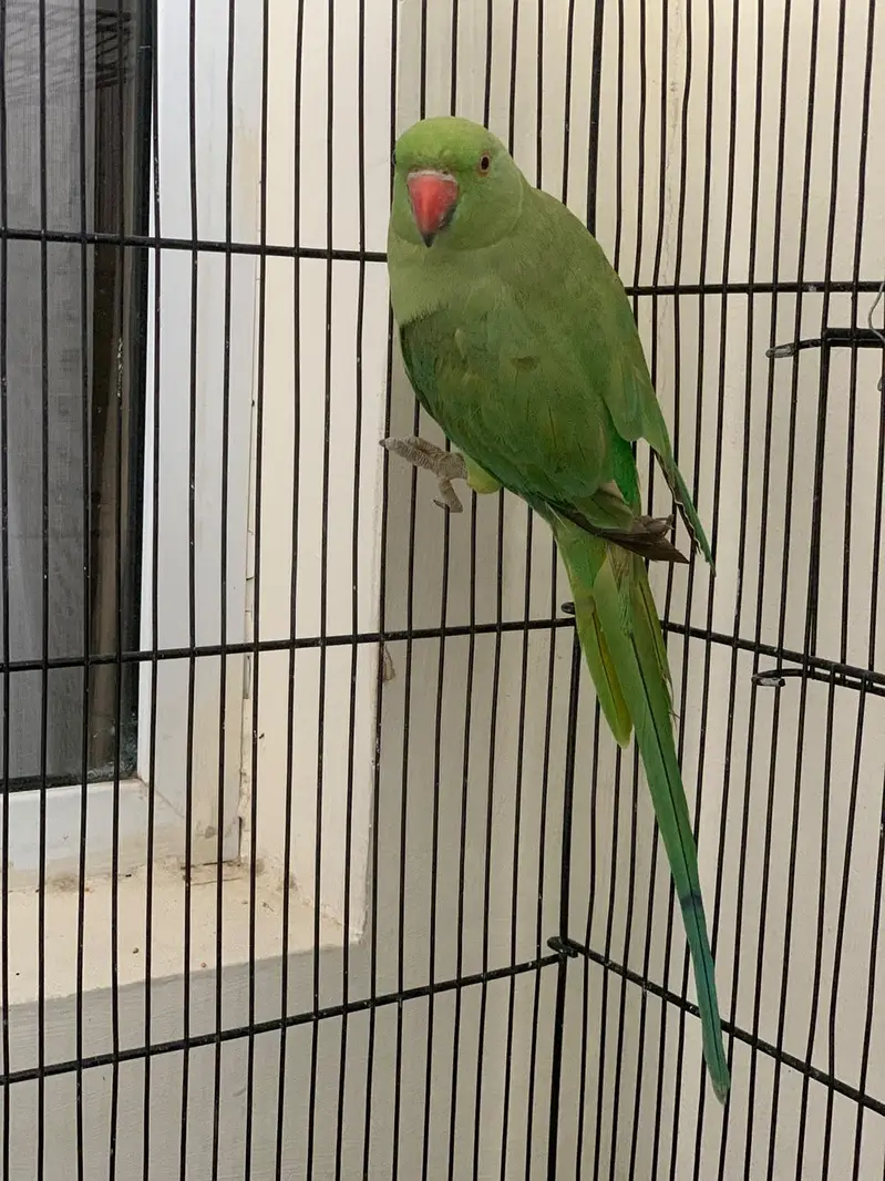 Plum Head (Male) & Green Ringneck (Female) Available — photo 5