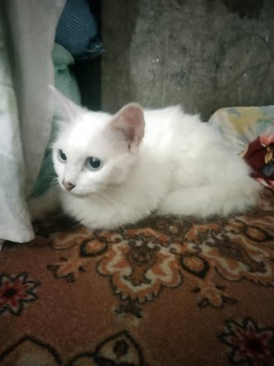 persian female cat