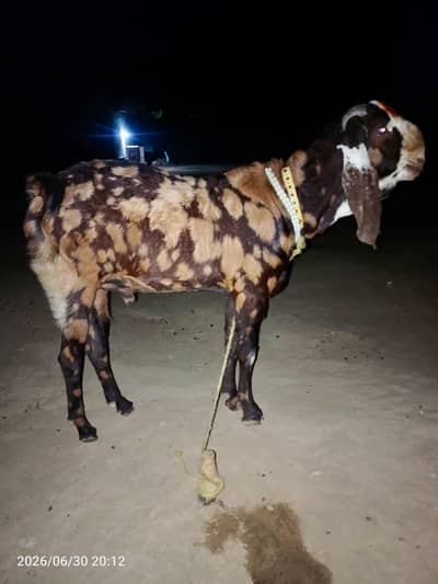 bakra 2 dant