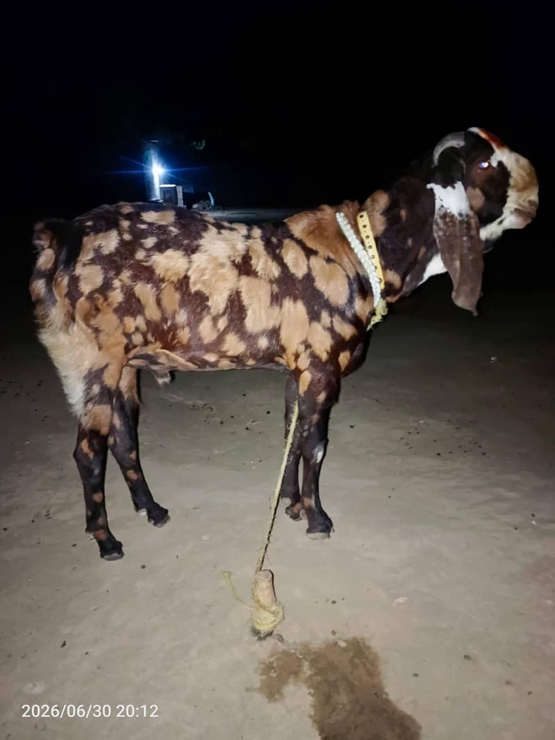 bakra 2 dant 0