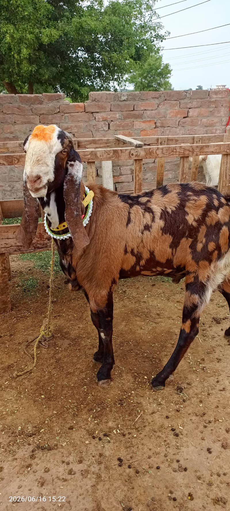 bakra 2 dant 1