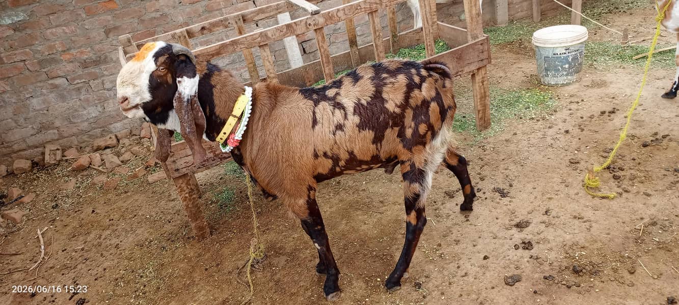 bakra 2 dant 2