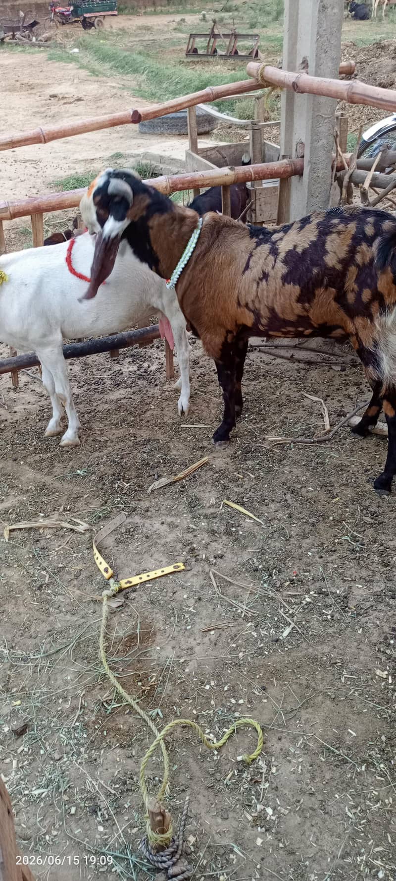 bakra 2 dant 3