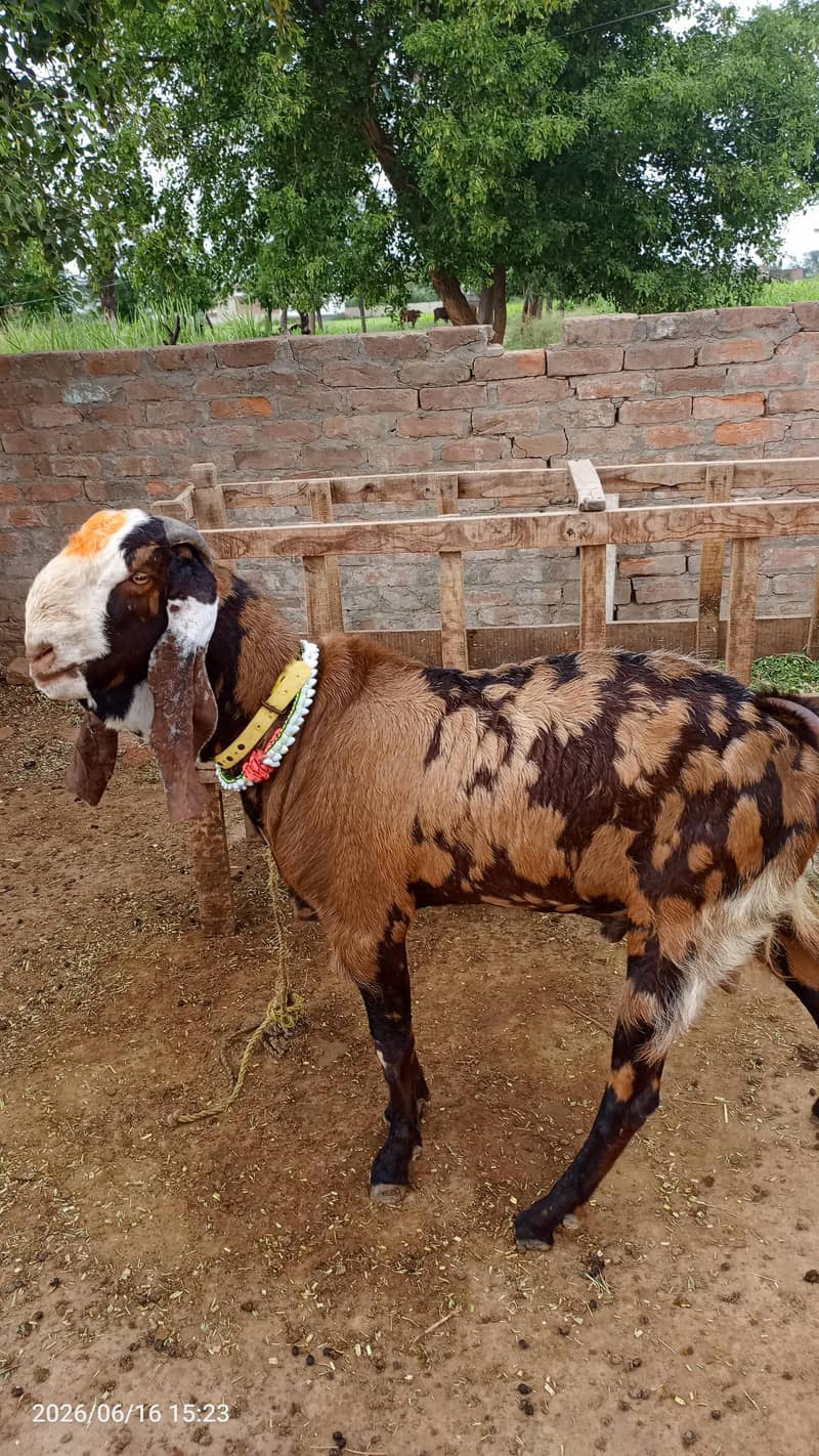bakra 2 dant 4