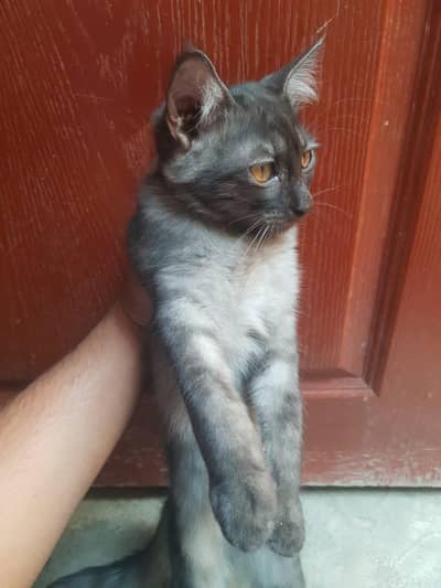 persian kittens for sale  in reasonable price