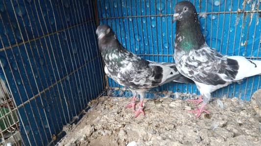 healthy breeder pegions