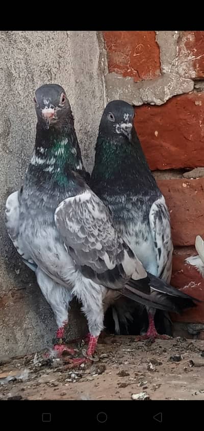 High quality breeder pairs for sale