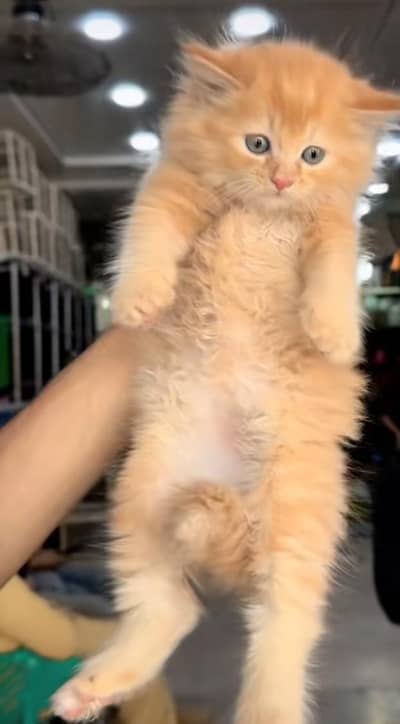 pure Persian cats vaccinated triple coated/WhatsApp 03254583038