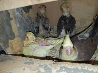 COCKTAIL CHICKS FOR HANDTAME!