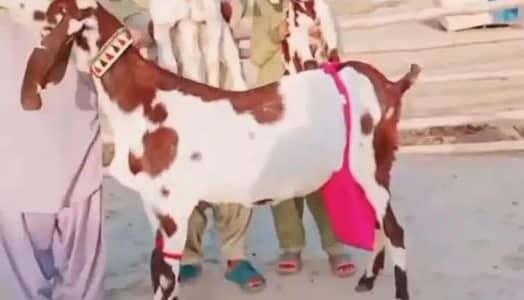 Desi Bakri 3 Bachoon ke Sath for sale WhatsApp 0328,8110750