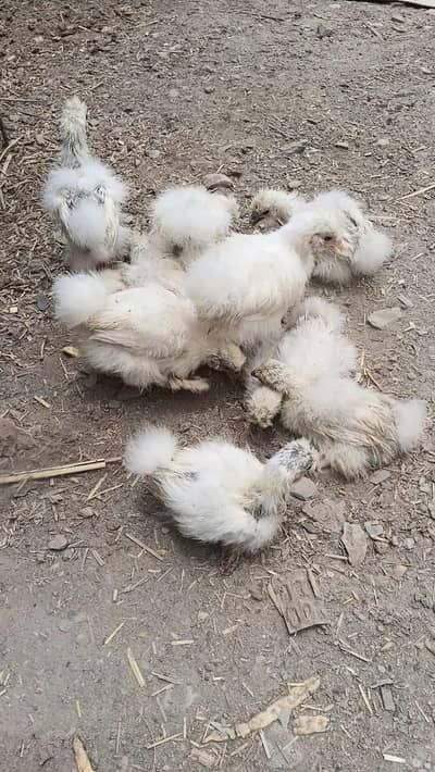 silkie chicks