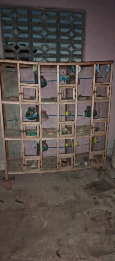 Birds Cage