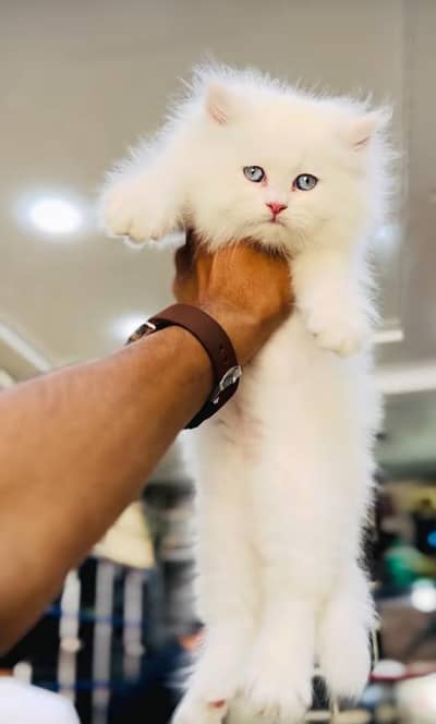 pure Persian cats vaccinated triple coated/WhatsApp 03254583038