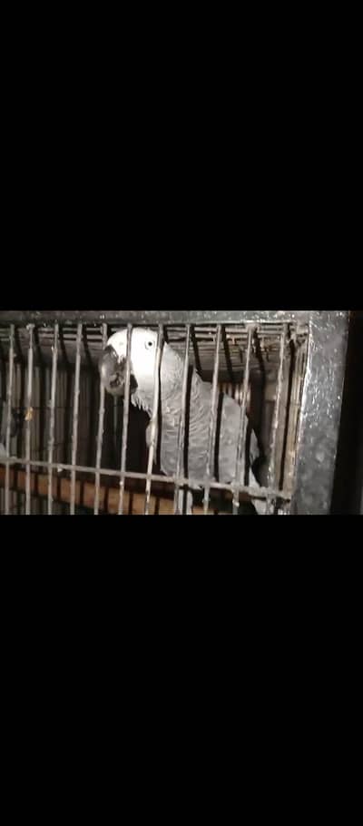 African Gray Breeder Pair