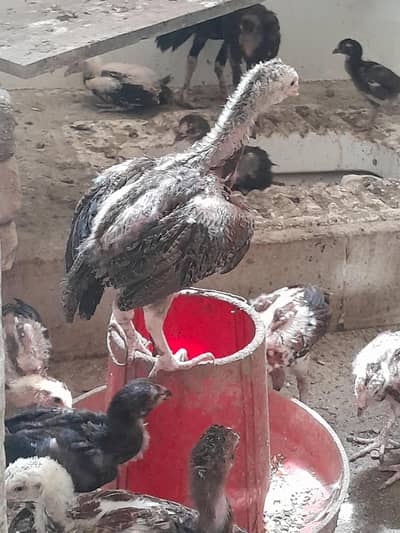 aseel chuze for sell