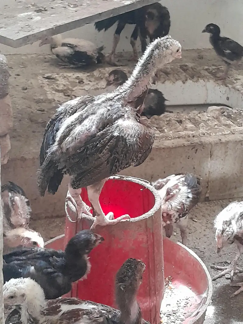 aseel chuze for sell