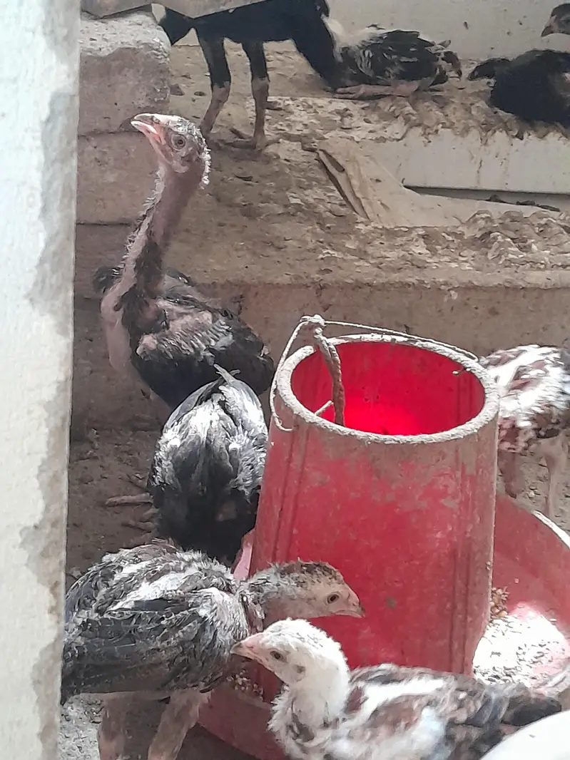 aseel chuze for sell — photo 2