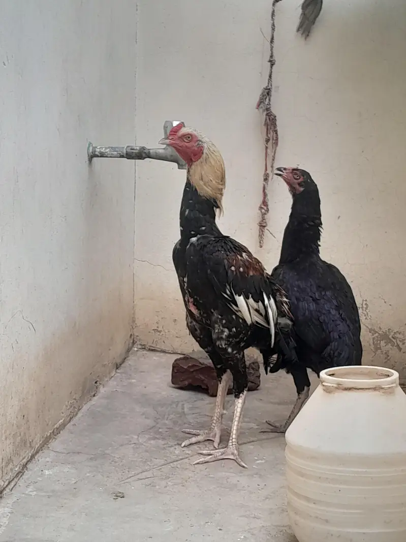 aseel chuze for sell — photo 3