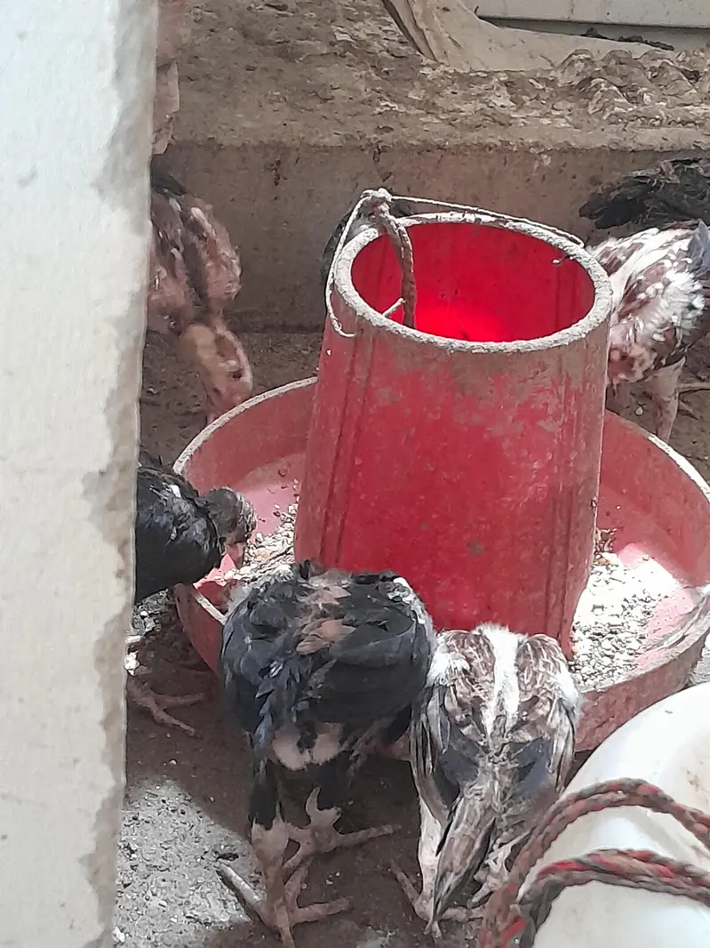 aseel chuze for sell — photo 4
