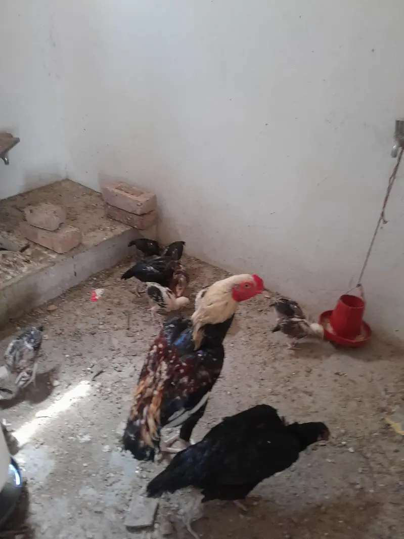 aseel chuze for sell — photo 5