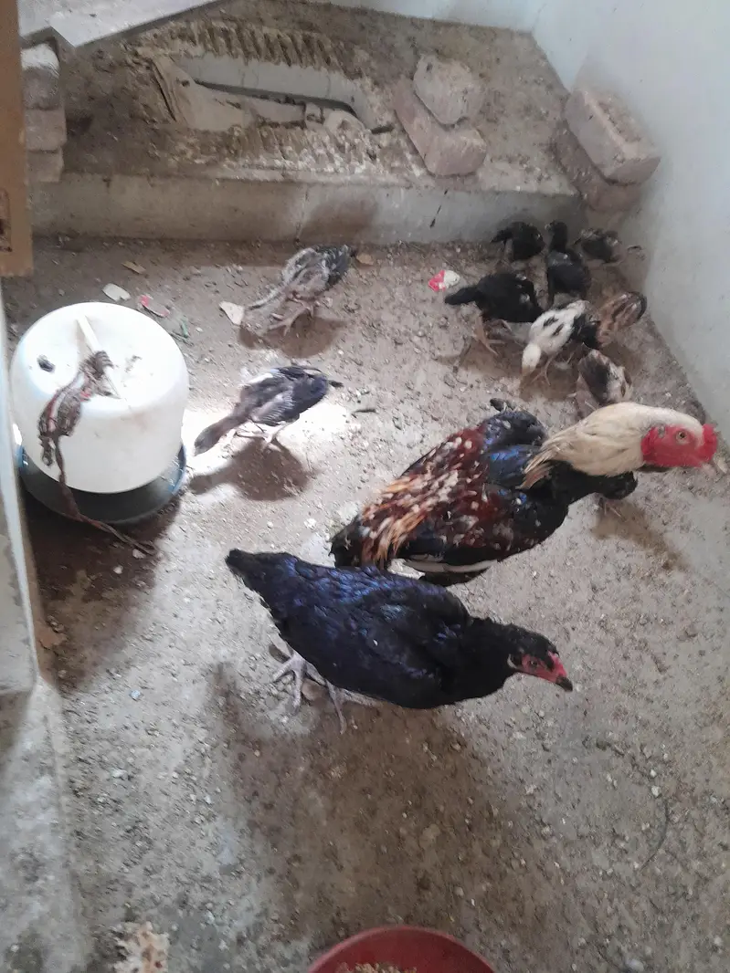 aseel chuze for sell — photo 6