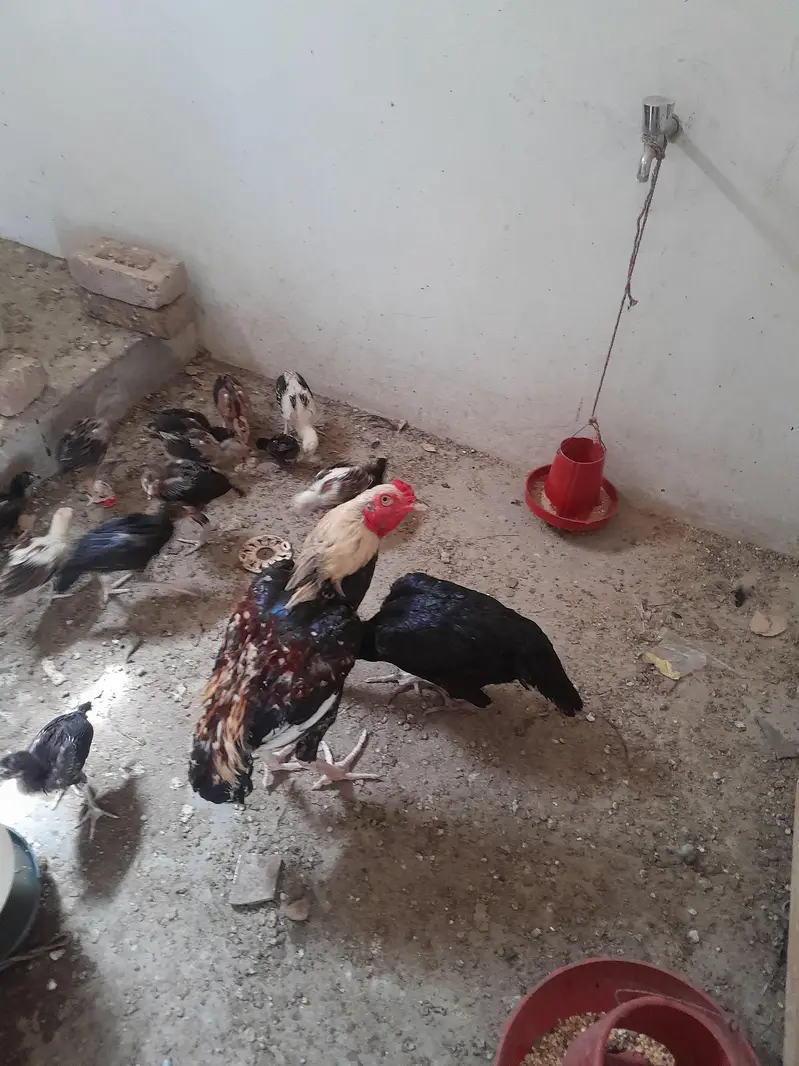 aseel chuze for sell — photo 7
