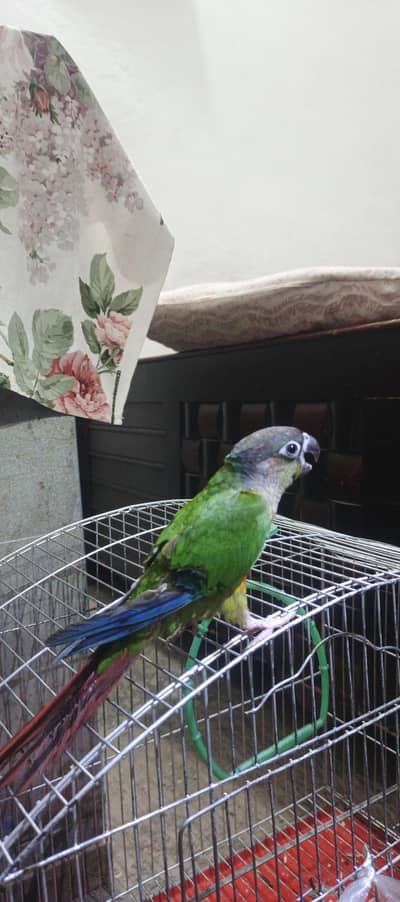 Healthy Green Cheek Conure Female – 1 Year Old
