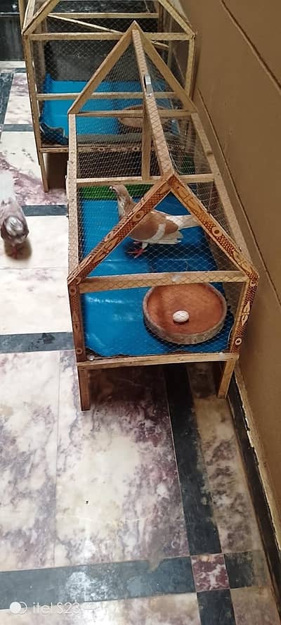 2 Pairs Of Pigeons And 2 male Pigeons  With a  large cage