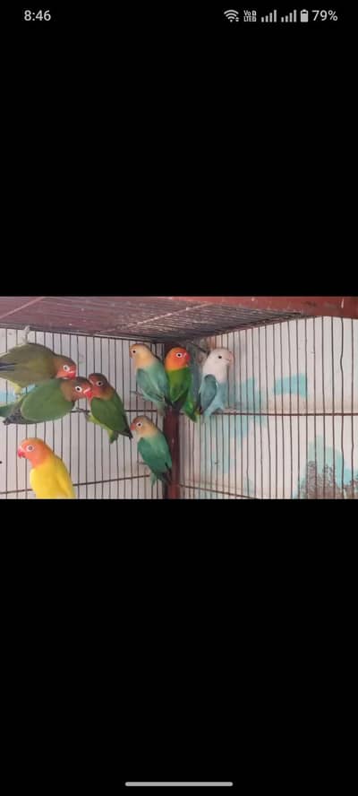 love birds motation