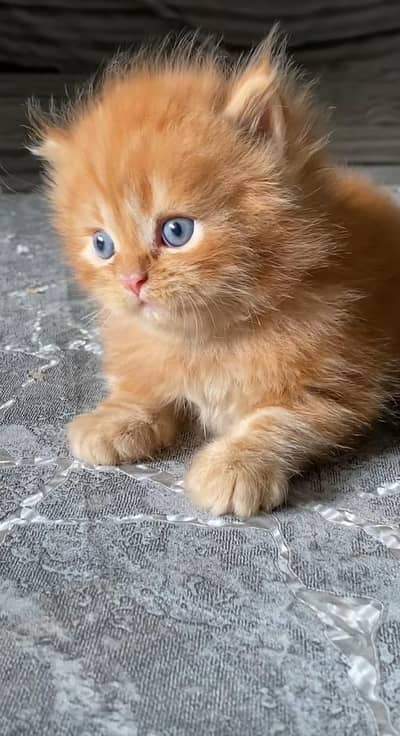 pure Persian cats vaccinated triple coated/WhatsApp 03254583038