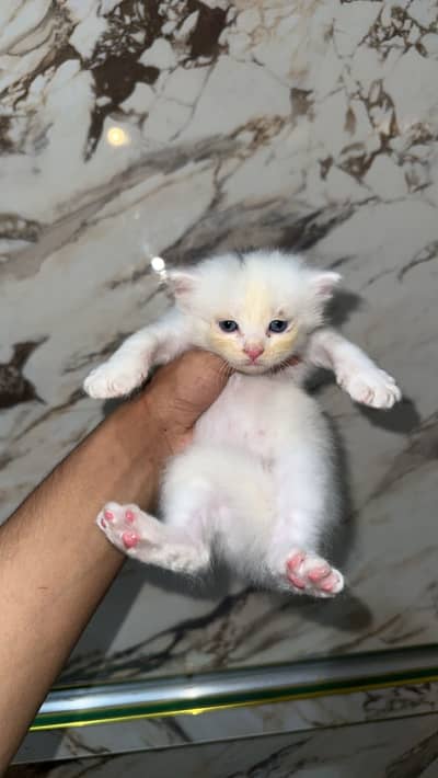 Persian kittens