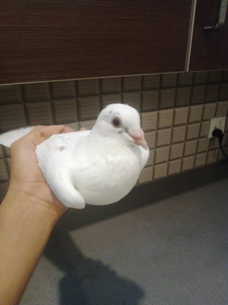 Fancy Pegion 0