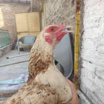 hens with chik  jis bhai ko smj aye contact kre munasib keemat per