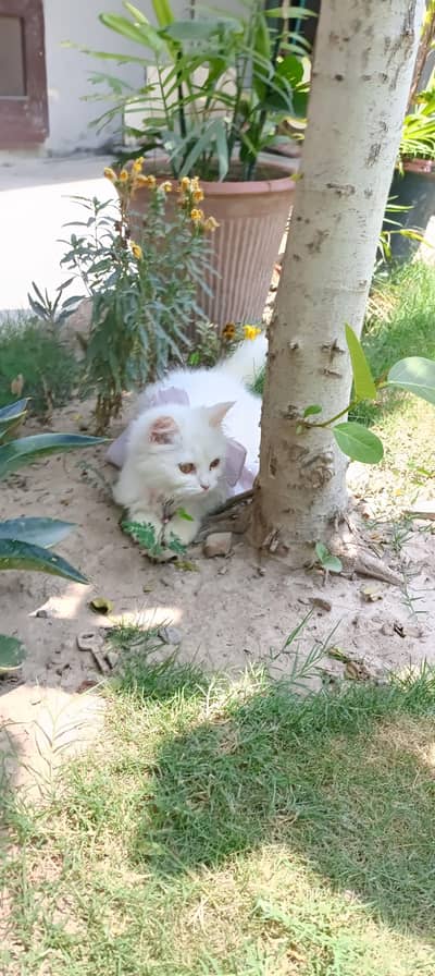 white cat for sale