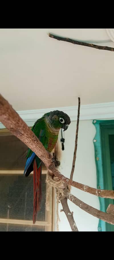 Lovebird and Conure for sale.