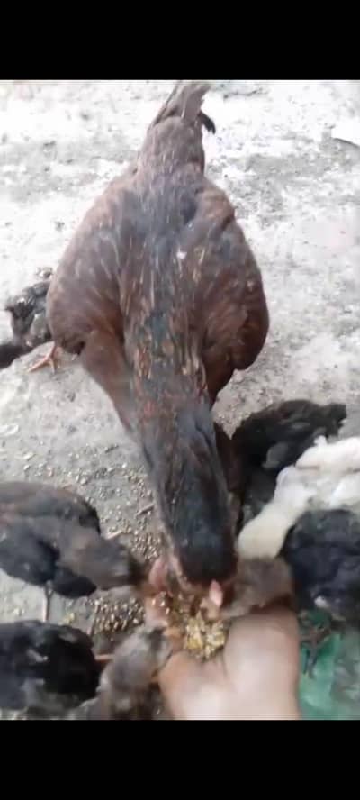 Lasani breed 2month chicks