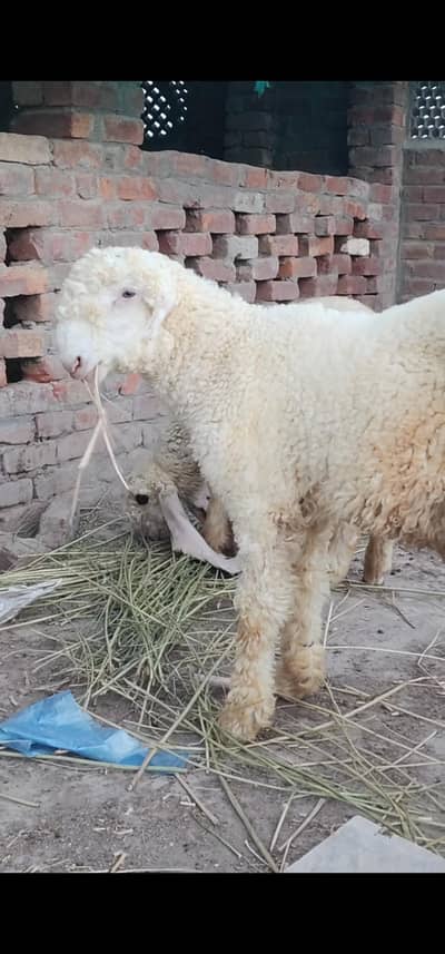 mundra /sheep/bakra
