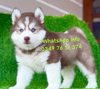 Siberian Husky Dog full  active vaccinated delivery all Pakistan