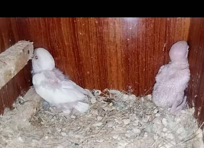 love bird for sale