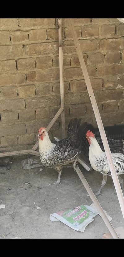 fayoumi misri