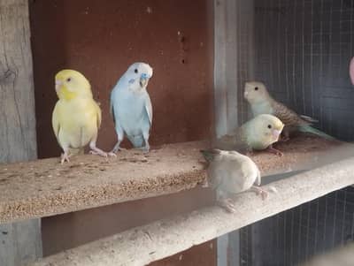 Australian parrot family