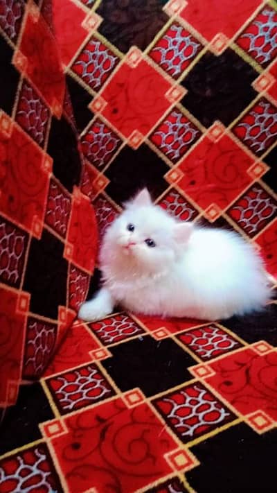 Persian cat 2 month age my WhatsApp number 0348=58=36=842=