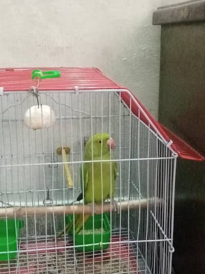 urgent sell final rate