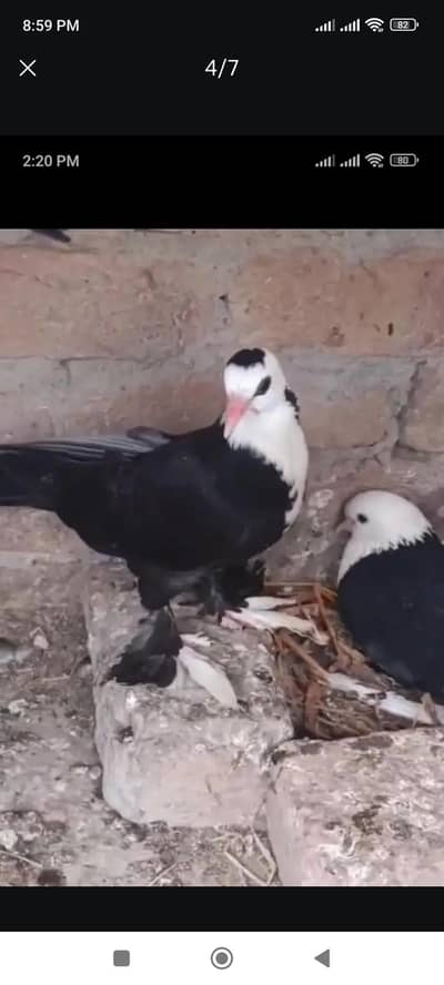 Balack krbalai