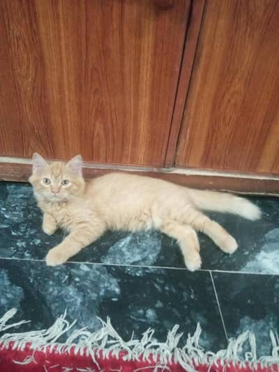 persion cat for sale