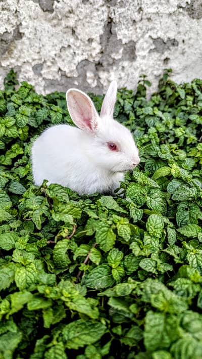 Cute Bunnies for sale